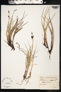 Carex saxatilis image