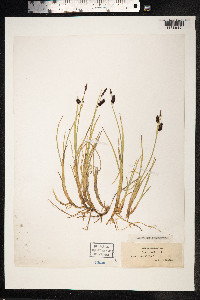 Carex saxatilis image
