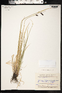 Carex saxatilis image