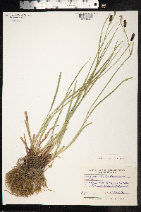 Carex saxatilis image