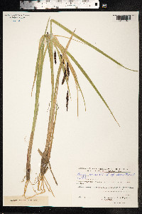 Carex saxatilis image