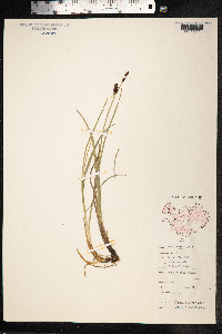 Carex saxatilis image