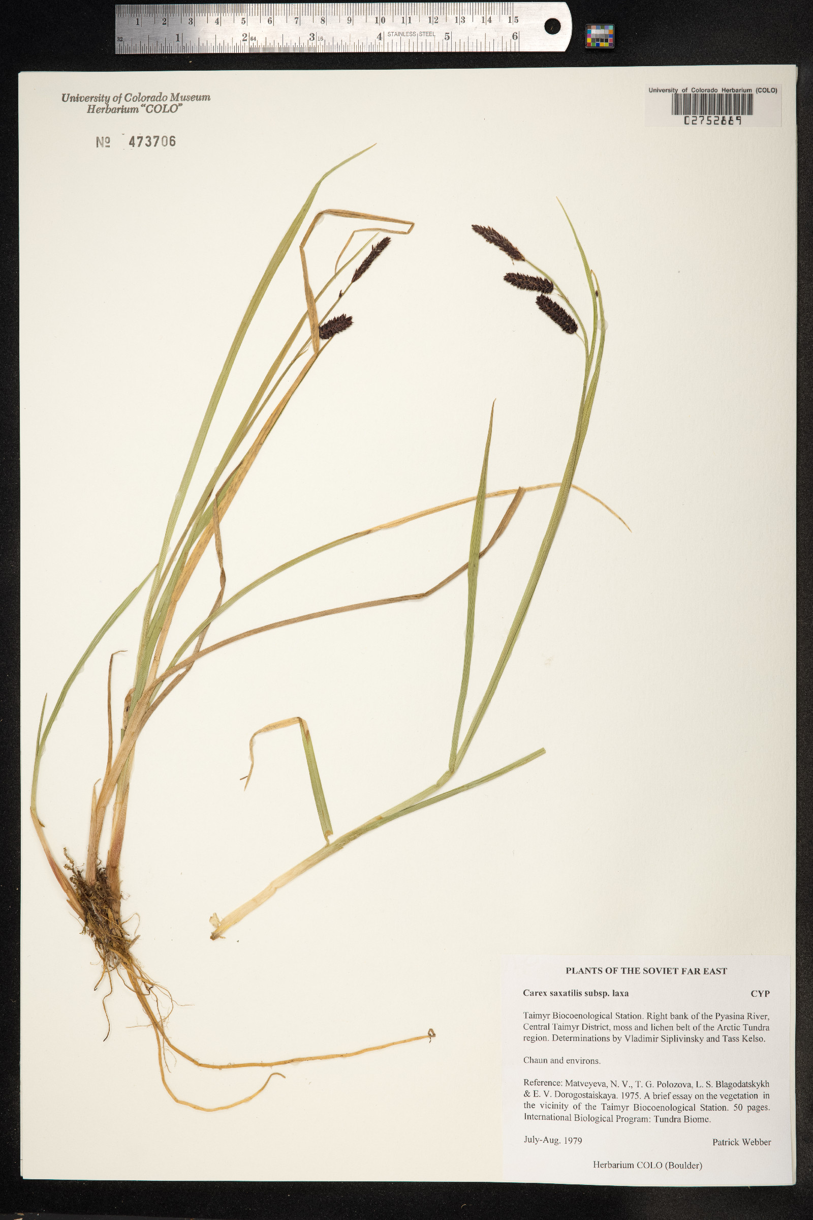 Carex saxatilis image