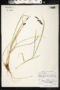 Carex saxatilis image
