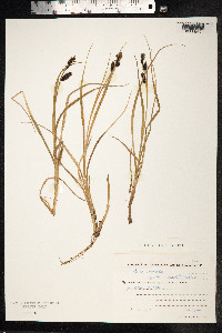 Carex saxatilis image