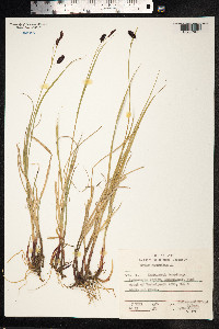 Carex saxatilis image