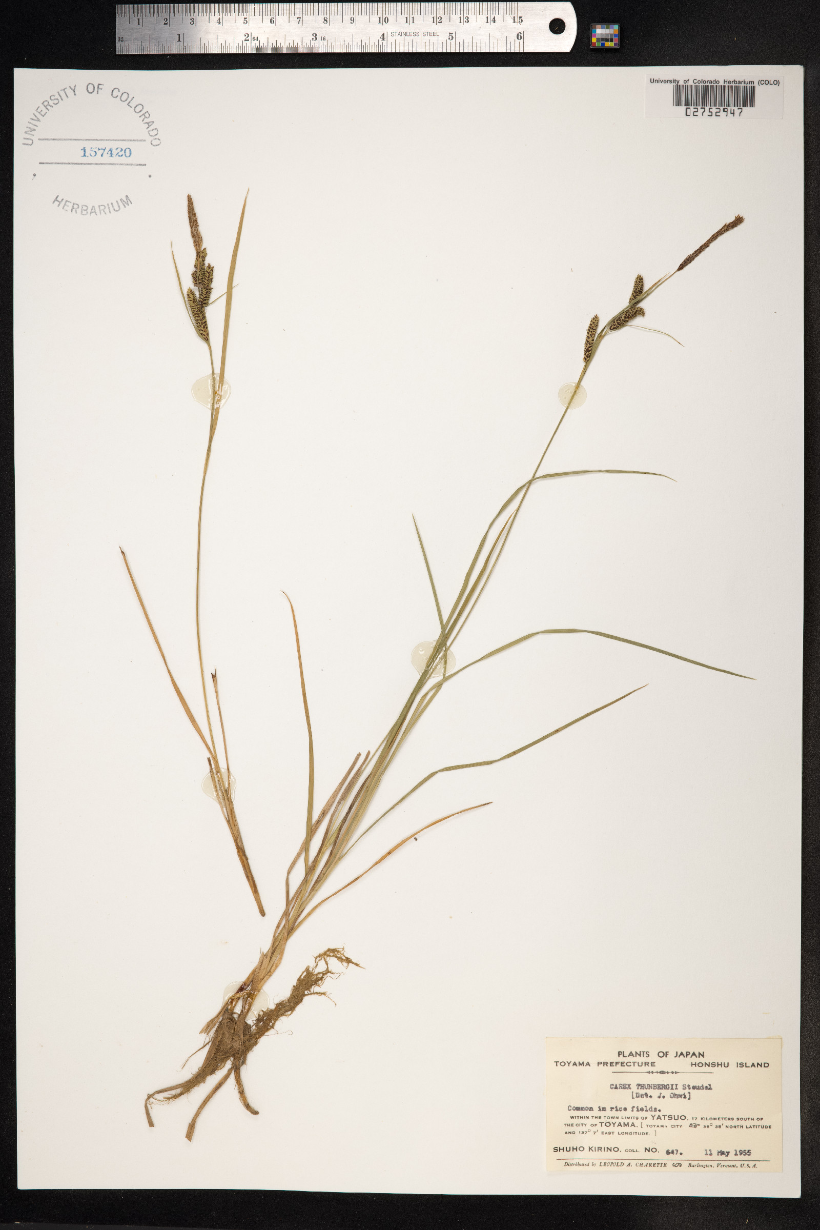 Carex thunbergii image