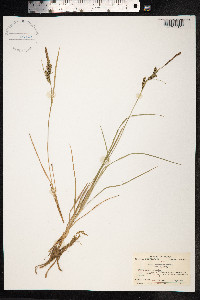 Carex thunbergii image