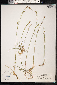 Carex vaginata image