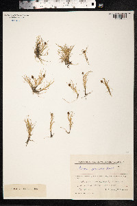 Carex ursina image