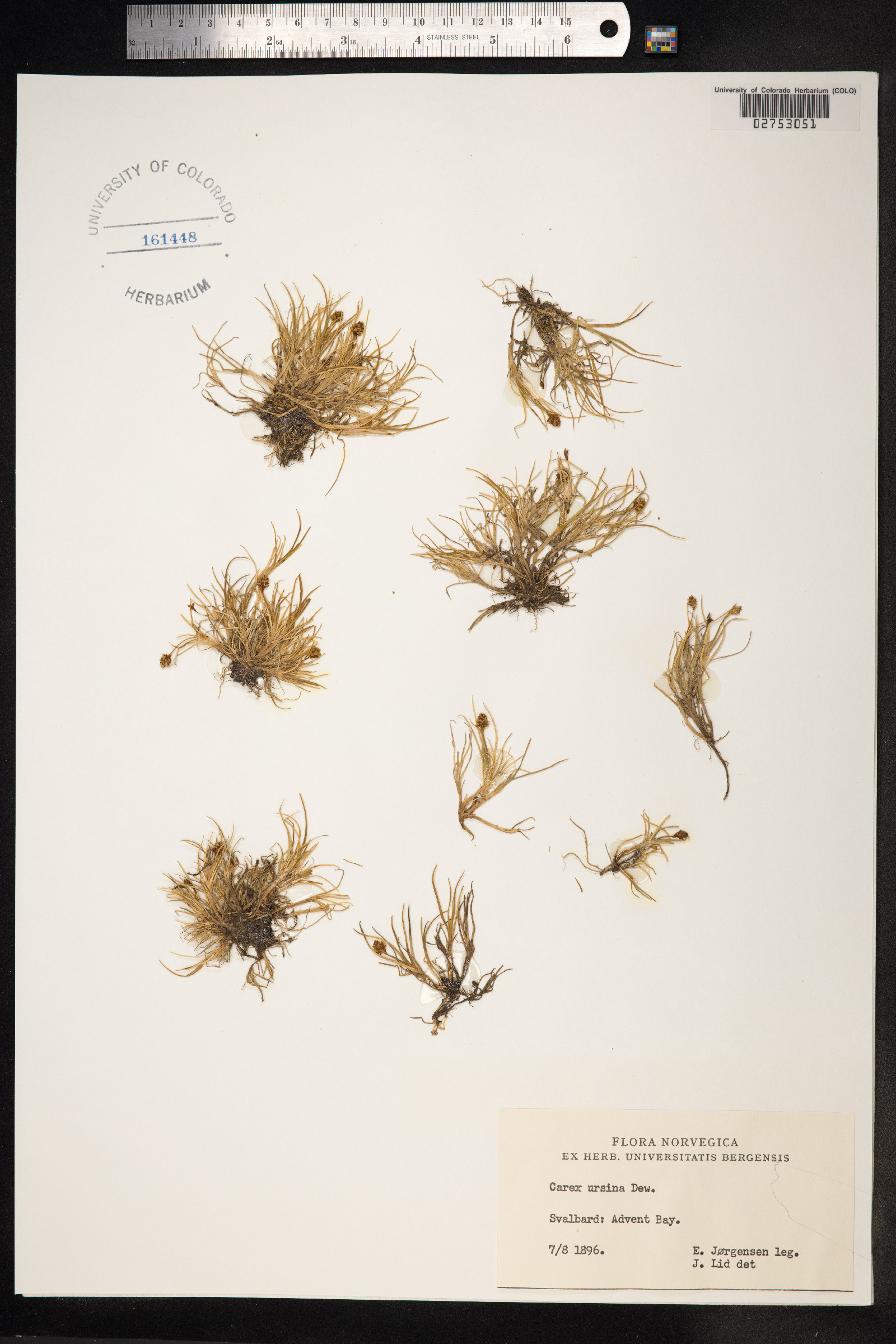 Carex ursina image