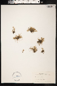 Carex ursina image