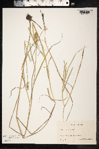 Carex tribuloides image