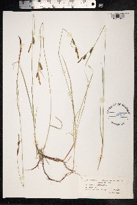 Carex tomentosa image