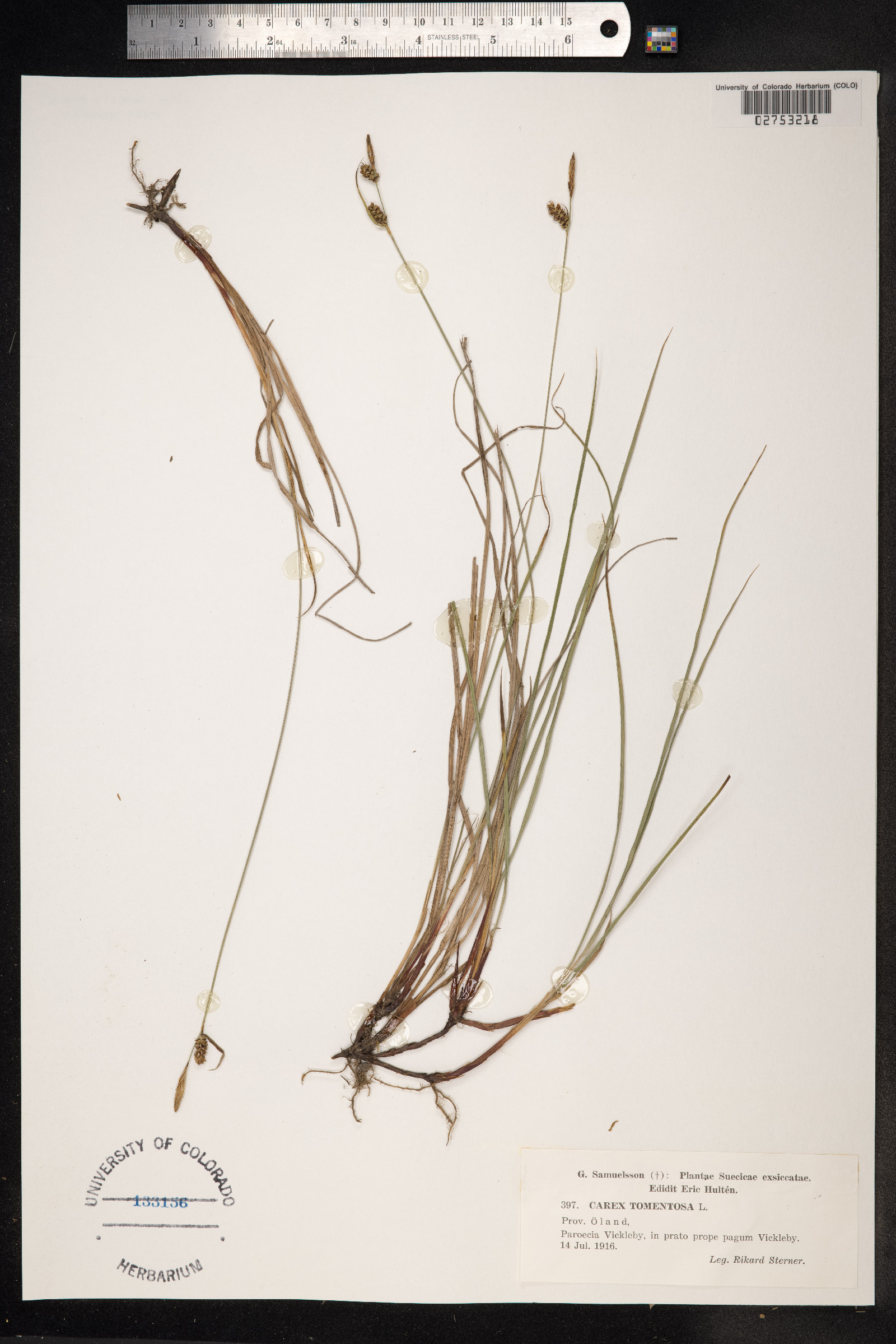 Carex tomentosa image