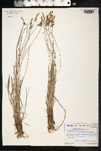 Carex tomentosa image