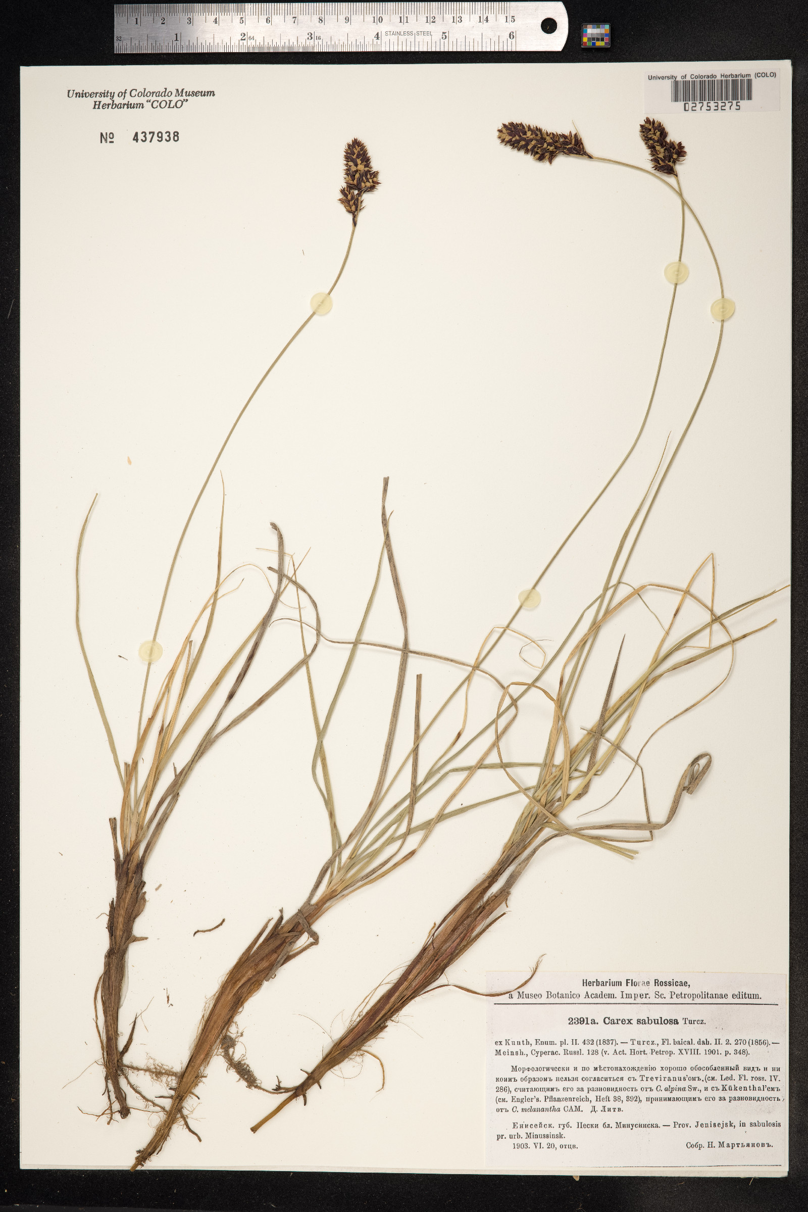 Carex sabulosa image