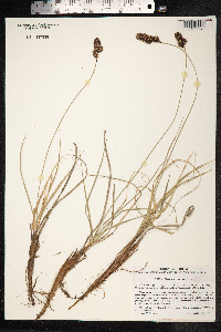 Carex sabulosa image