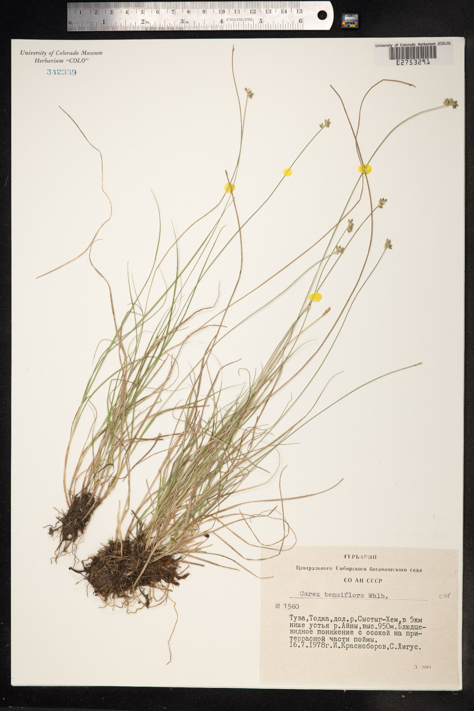 Carex tenuiflora image
