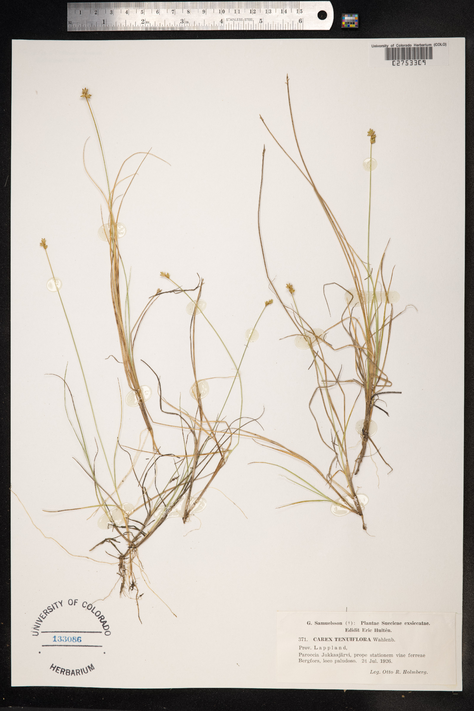 Carex tenuiflora image