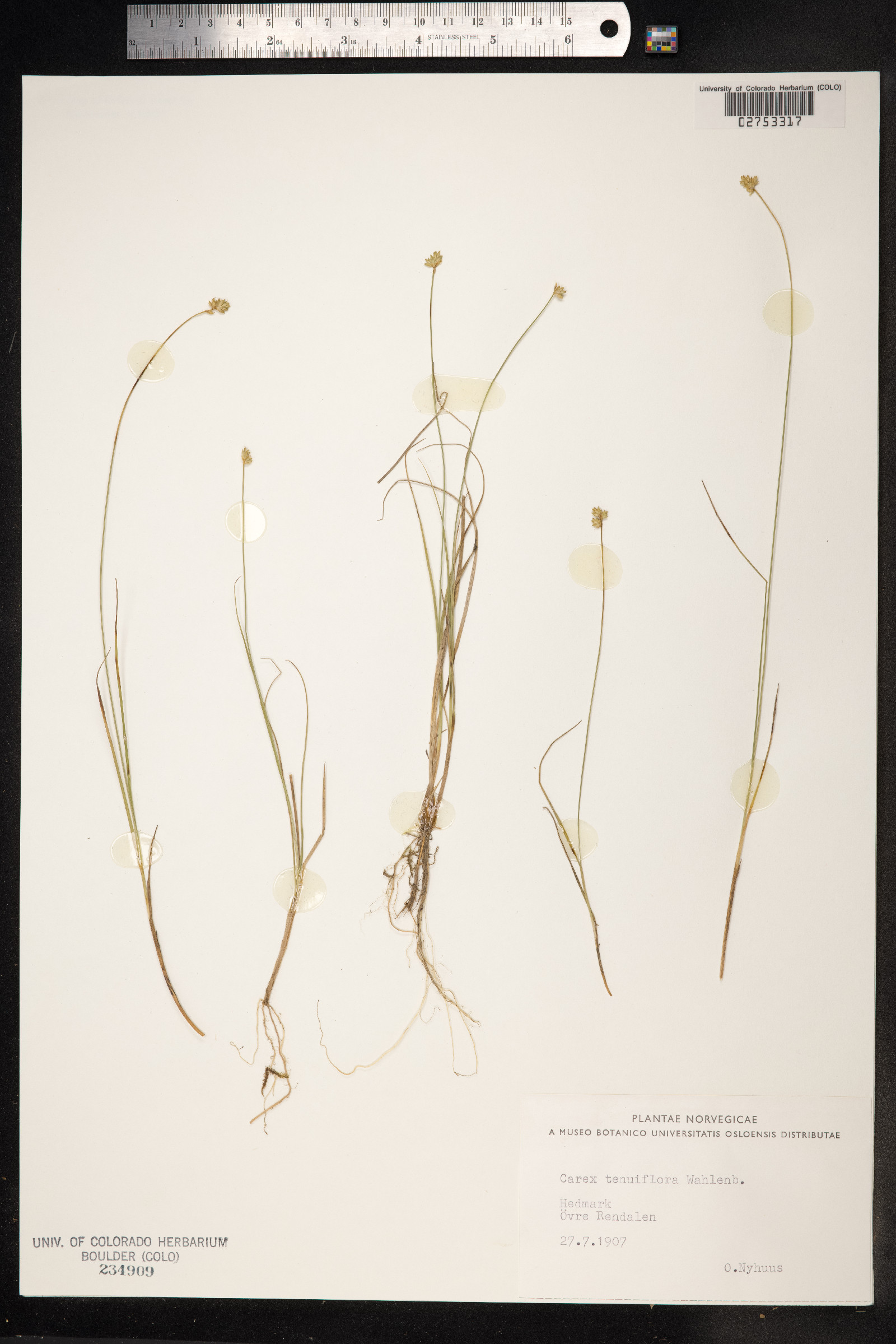Carex tenuiflora image