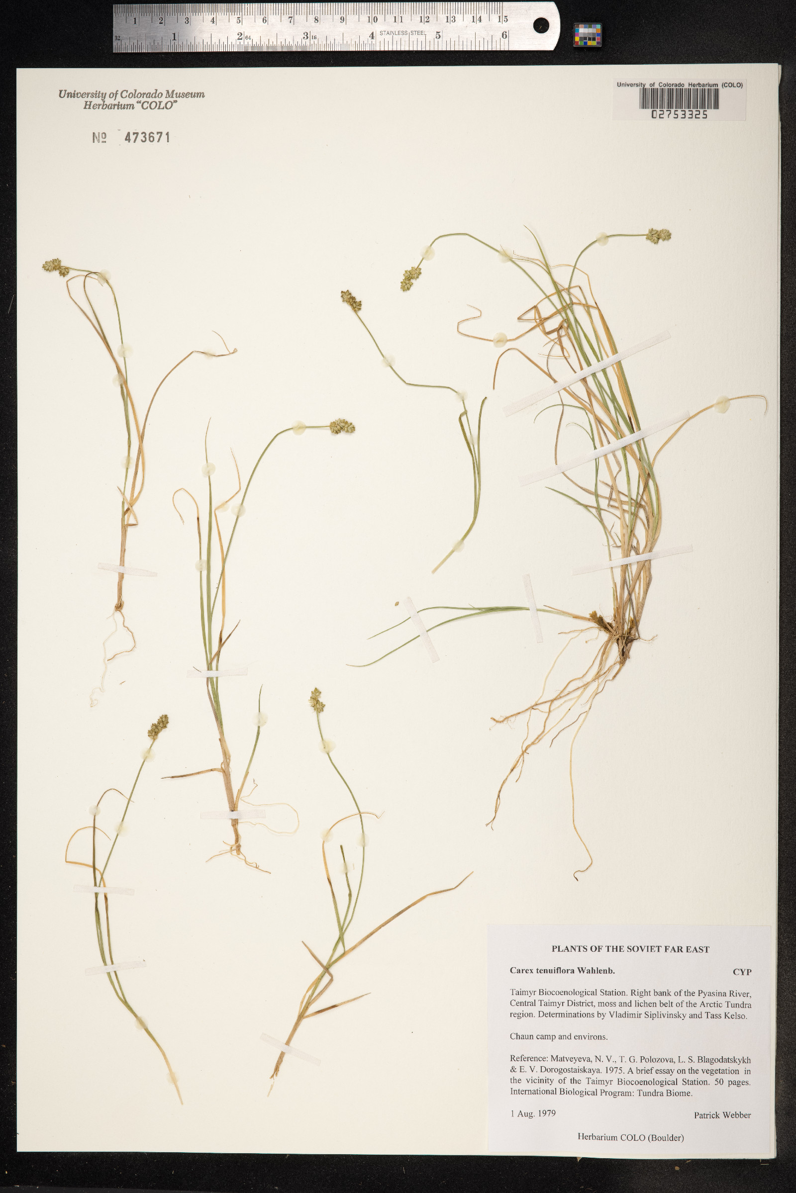 Carex tenuiflora image