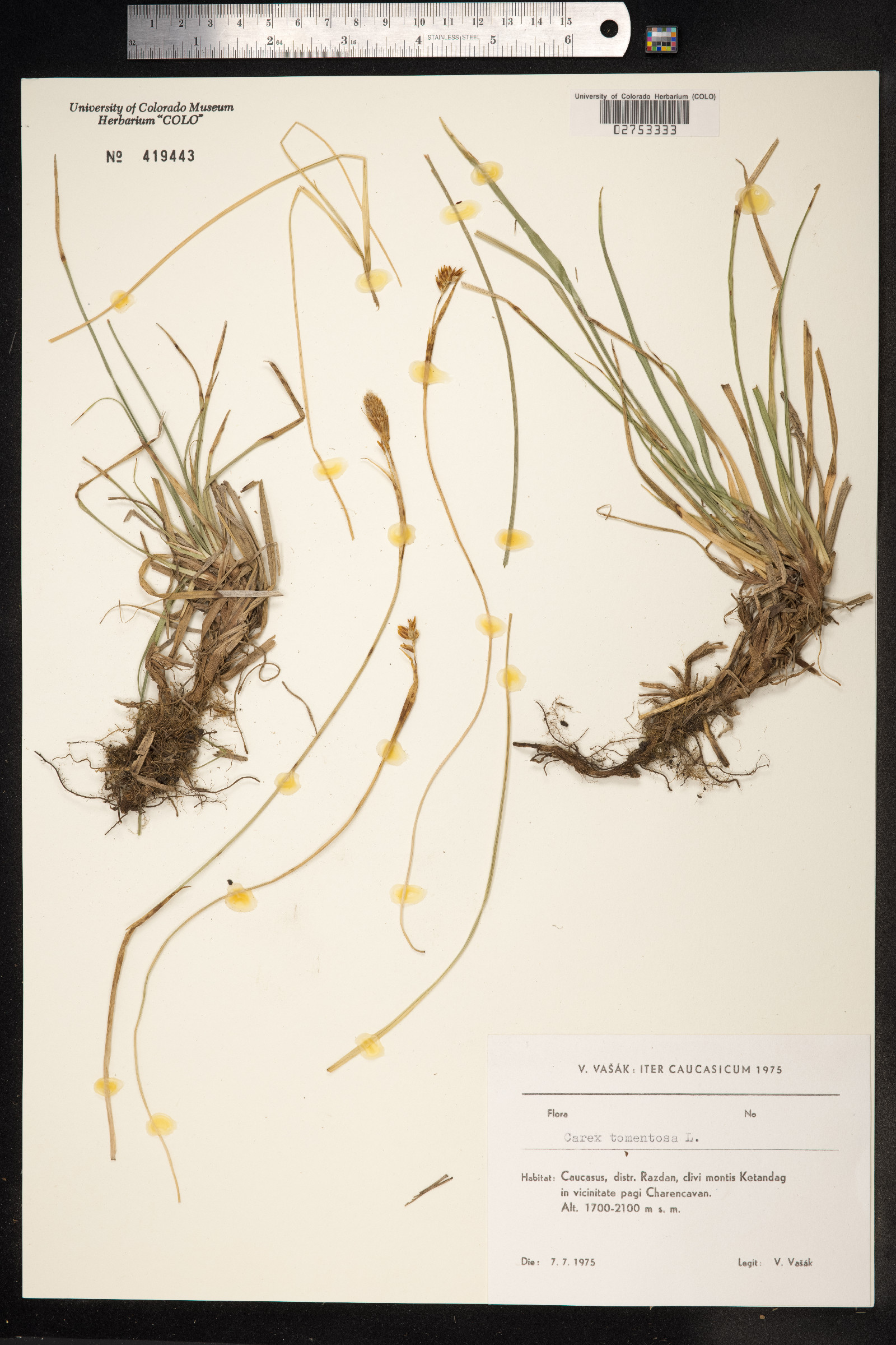 Carex tomentosa image