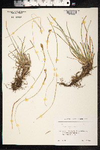 Carex tomentosa image
