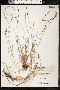 Carex tomentosa image