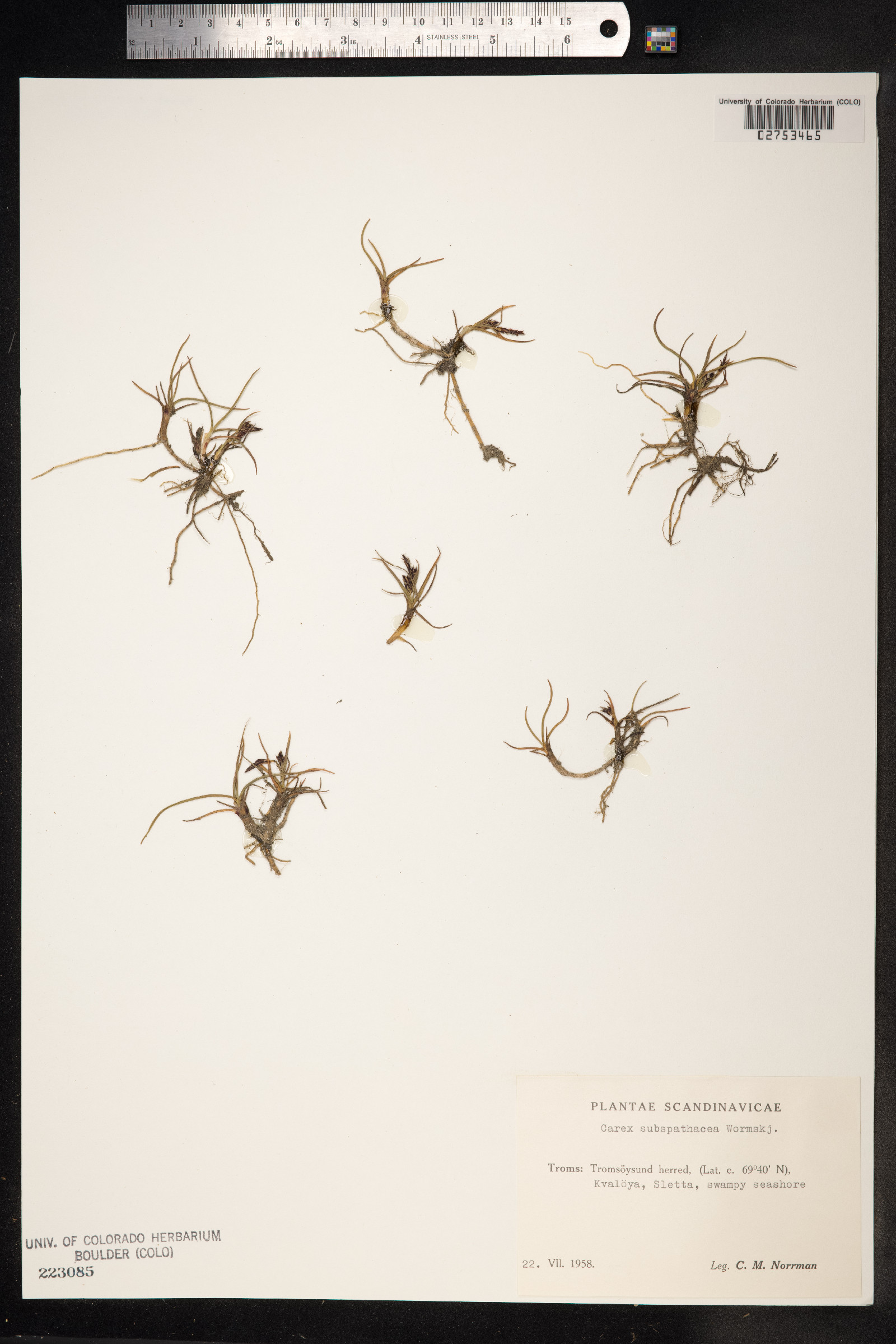 Carex subspathacea image