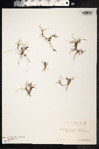 Carex subspathacea image