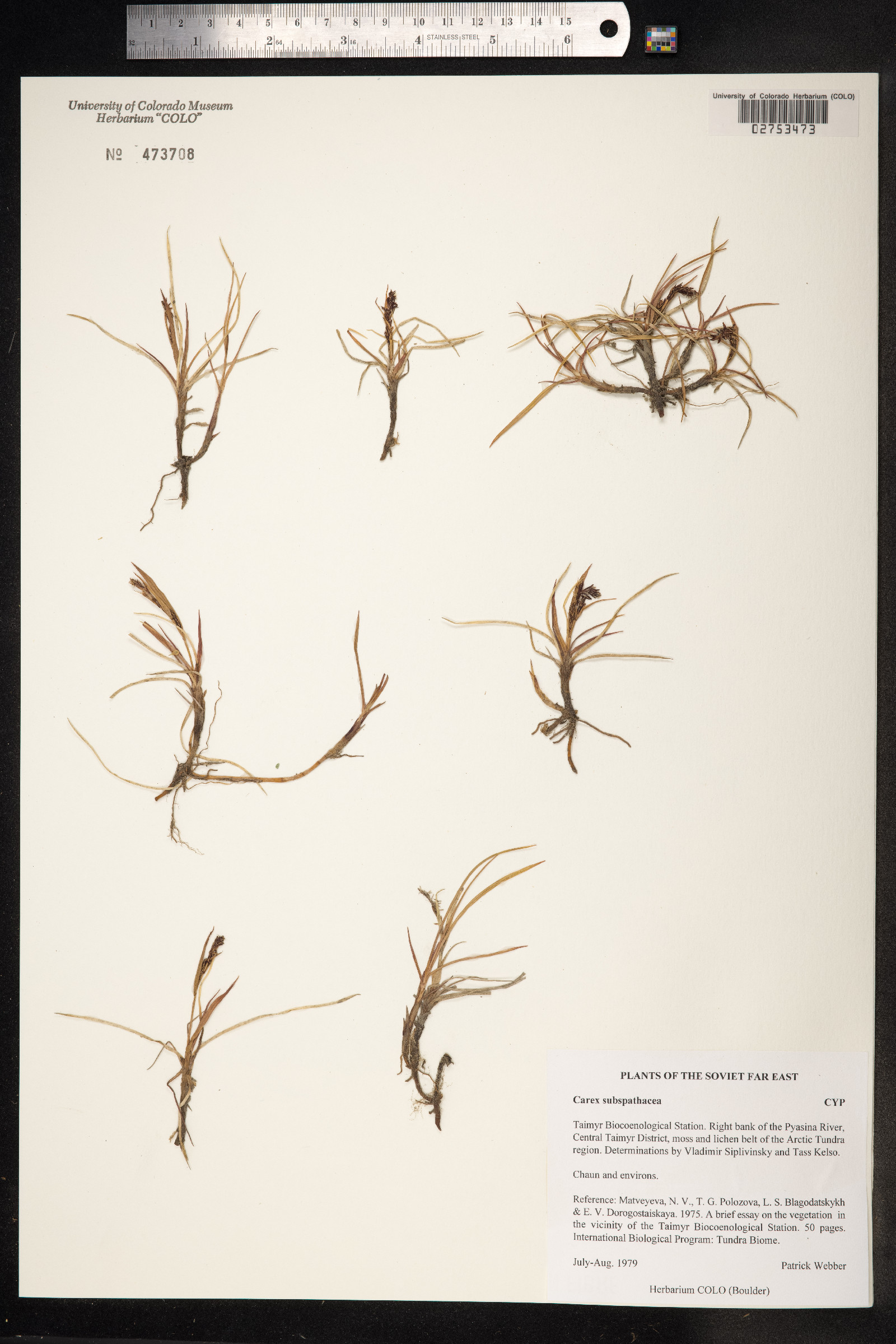 Carex subspathacea image