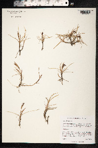 Carex subspathacea image
