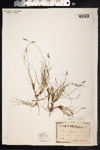 Carex supina image