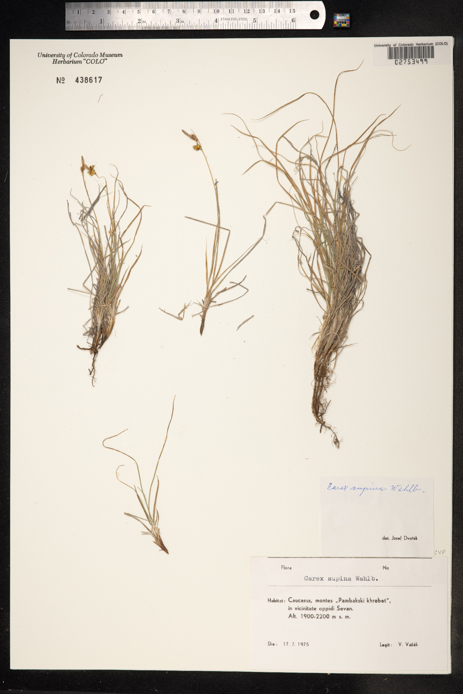 Carex supina image