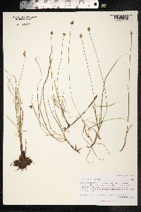 Carex supina image