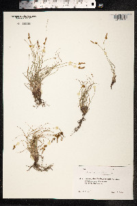 Carex supina image