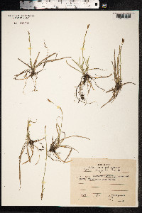 Carex vaginata image