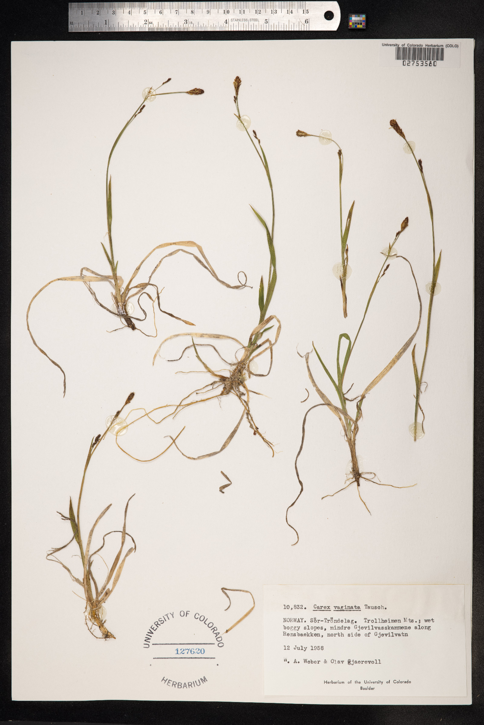 Carex vaginata image