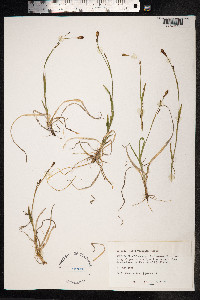 Carex vaginata image