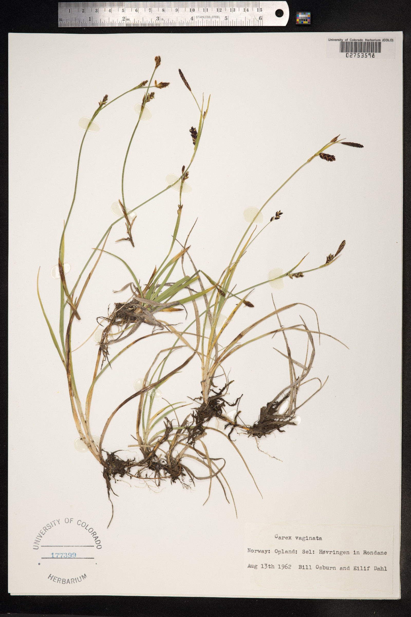 Carex vaginata image