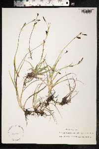 Carex vaginata image