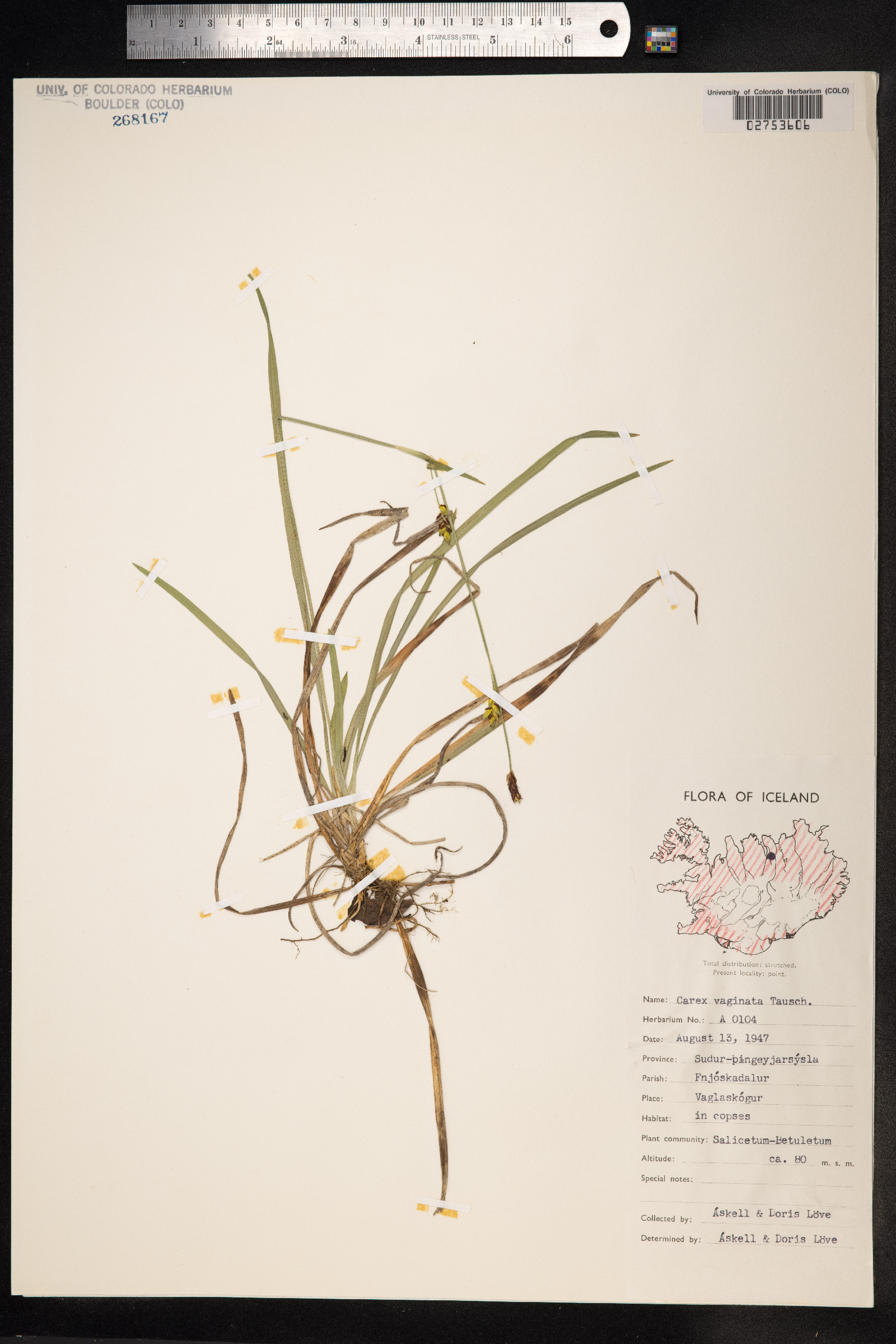 Carex vaginata image