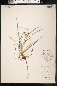 Carex vaginata image