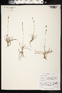 Carex vaginata image