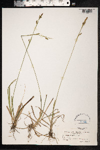 Carex vaginata image
