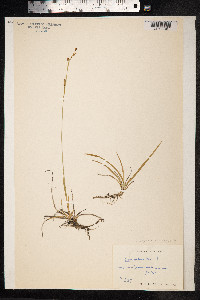 Carex vaginata image