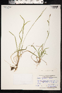 Carex vaginata image