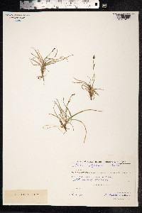 Carex vaginata image