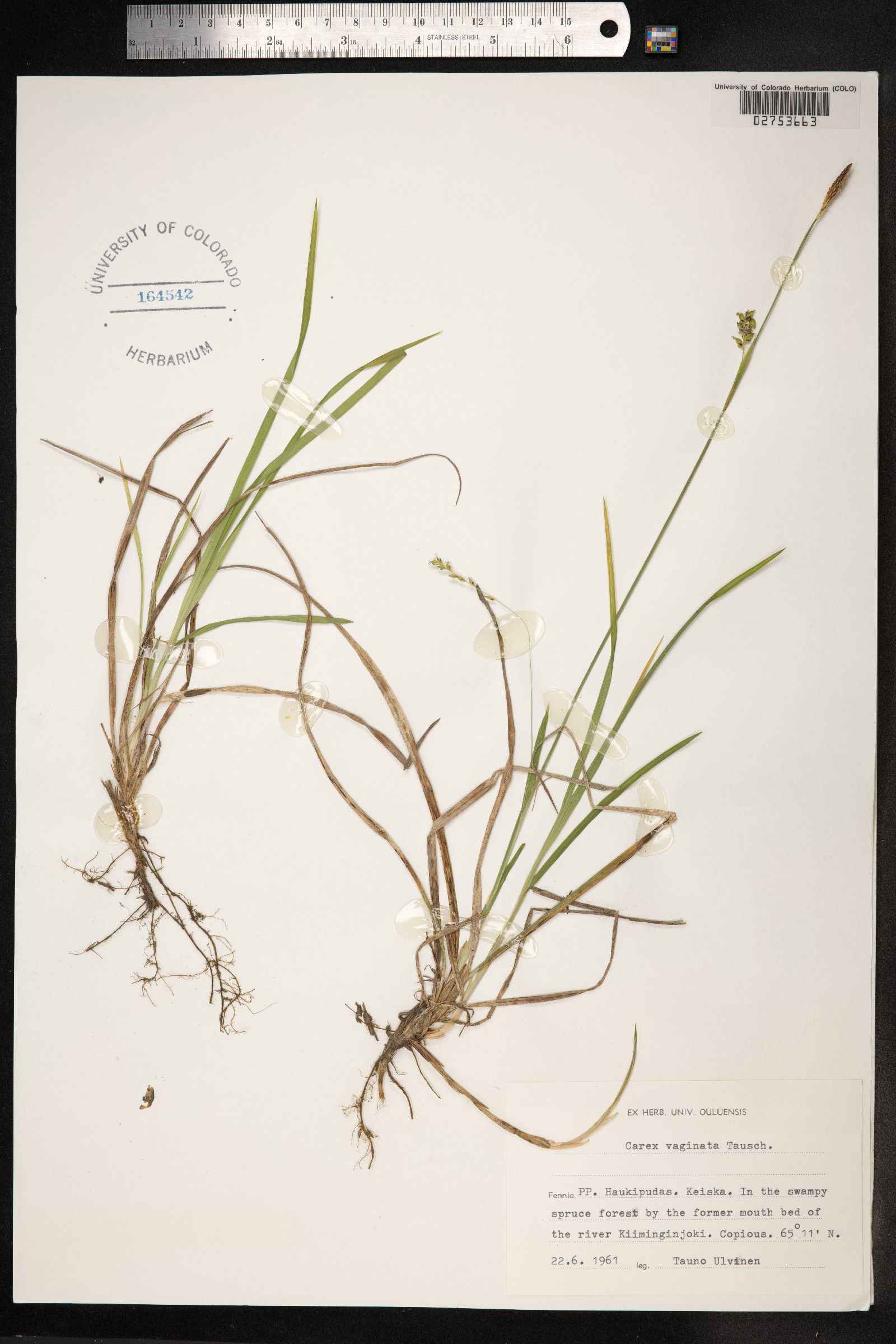 Carex vaginata image